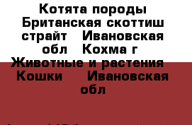 Котята породы Британская скоттиш-страйт - Ивановская обл., Кохма г. Животные и растения » Кошки   . Ивановская обл.